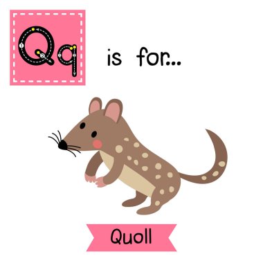 Q harfi iz sürme. Ayakta Duran Quoll.