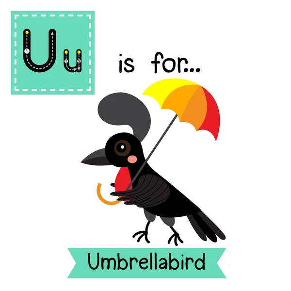 Отслеживание Буквы Umbrellabird — стоковый вектор