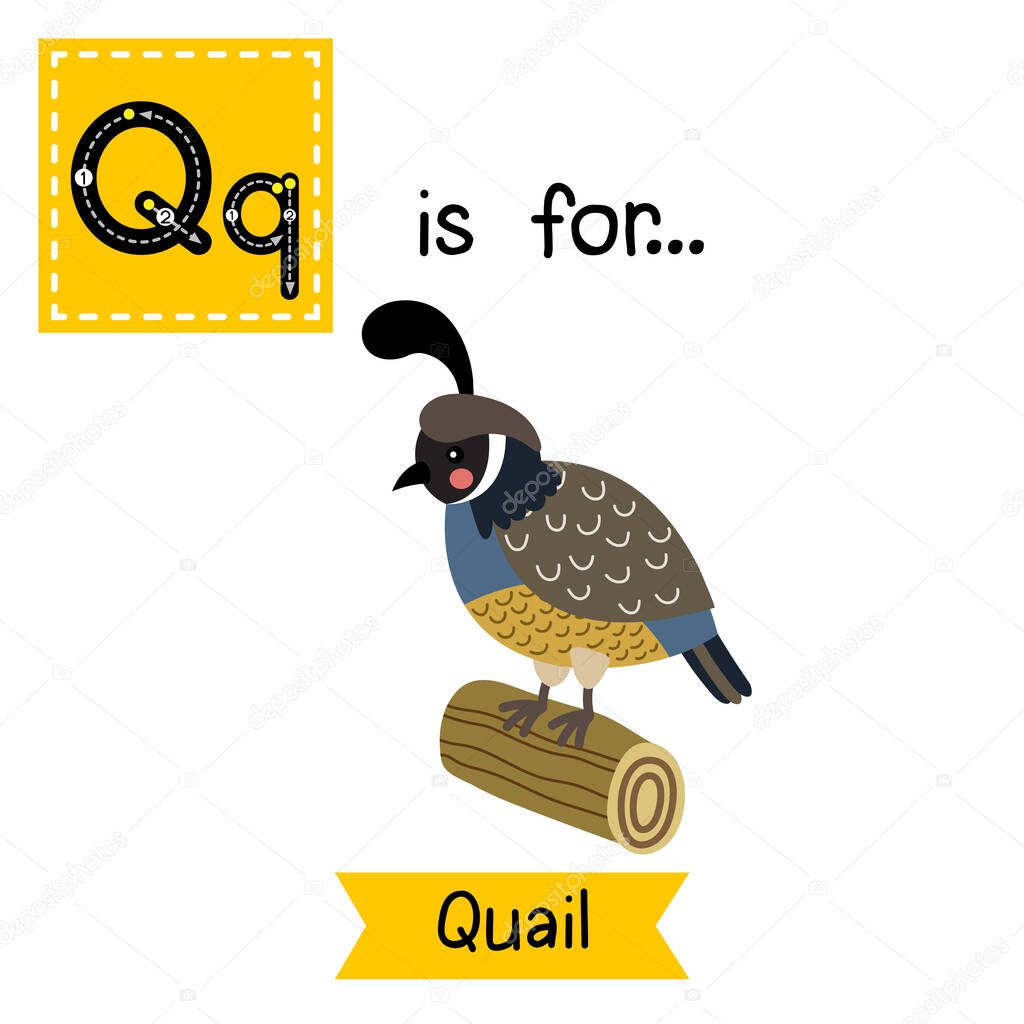 Letter Q tracing. Quail bird perching on wood log.