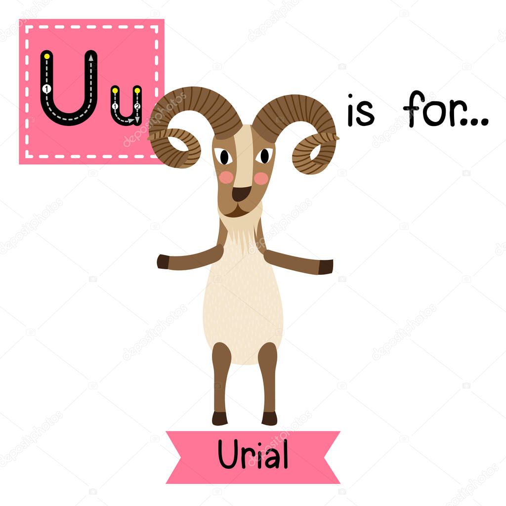 Letter U tracing. Urial standing on two legs