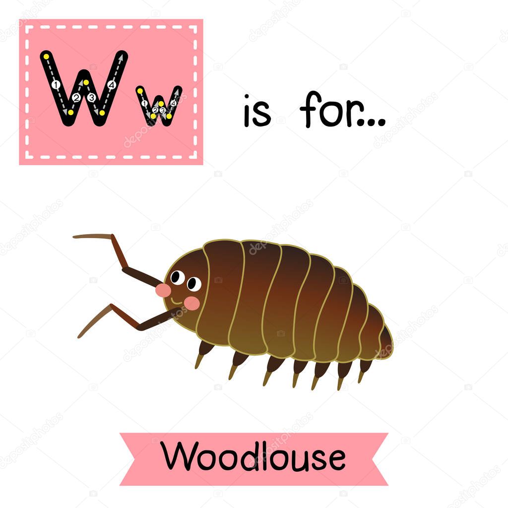 Letter W tracing. Woodlouse