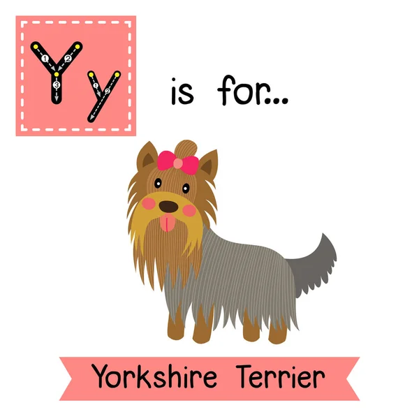 Namierzanie Litery Pies Yorkshire Terrier — Wektor stockowy