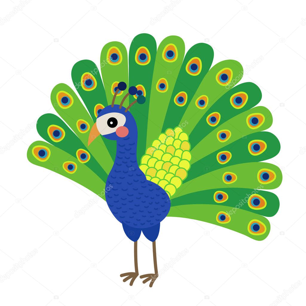 Peacock animal cartoon character vector illustration