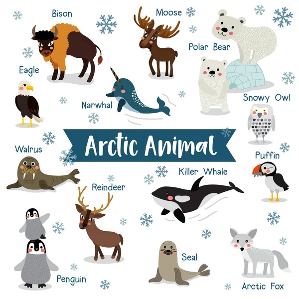 Arctic Animal Cartoon Auf Weißem Hintergrund Mit Tiernamen Pinguin Eisbär — Stockvektor