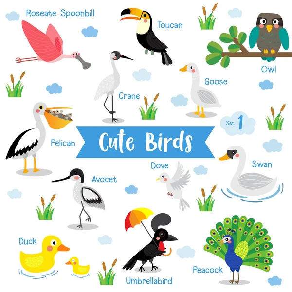 Cute Birds Animal Dibujos Animados Sobre Fondo Blanco Con Nombre — Archivo Imágenes Vectoriales