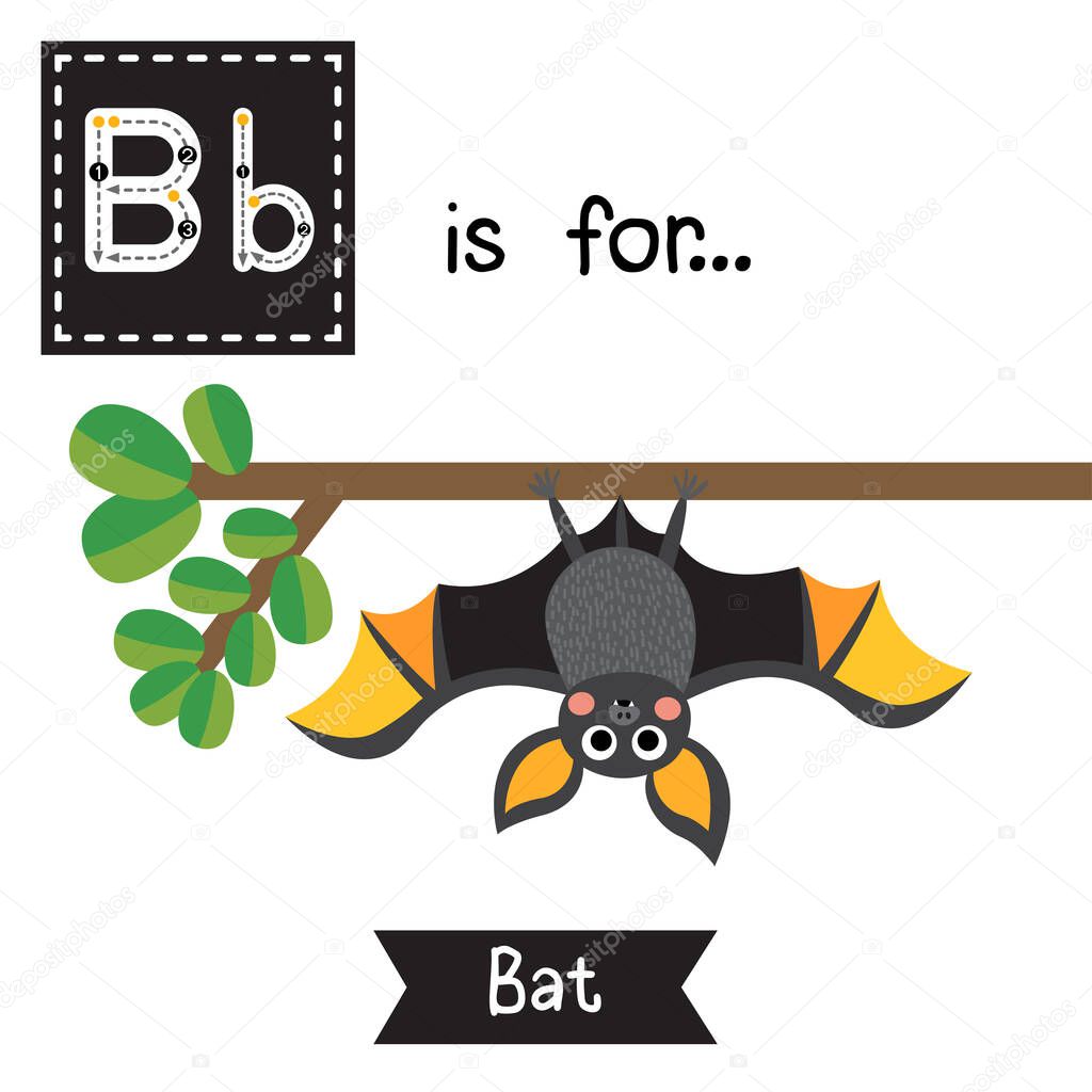 Cute children ABC alphabet B letter tracing flashcard of Bat roosting branch for kids learning English vocabulary in Happy Halloween Day theme.
