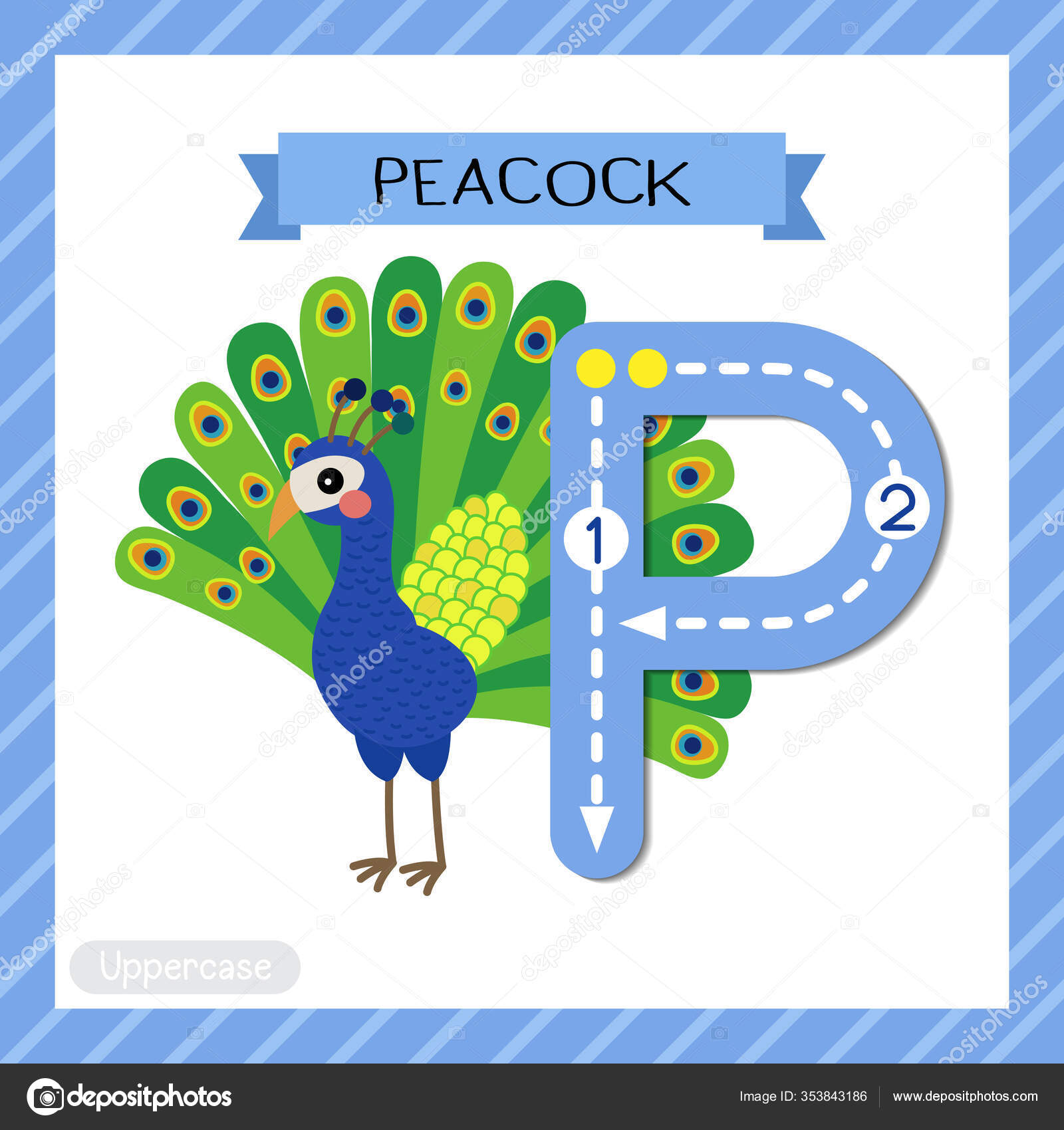手紙p大文字かわいい子供カラフルな動物園や動物子供のための孔雀のフラッシュカードを追跡するabcアルファベット英語の語彙や手書きベクトルイラストを学ぶ ストックベクター C Natchapohn