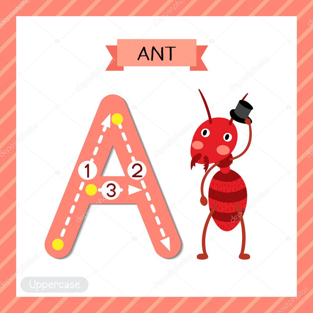 Letter A uppercase cute children colorful zoo and animals ABC alphabet tracing flashcard of fire ant with hat for kids learning English vocabulary and handwriting vector illustration.