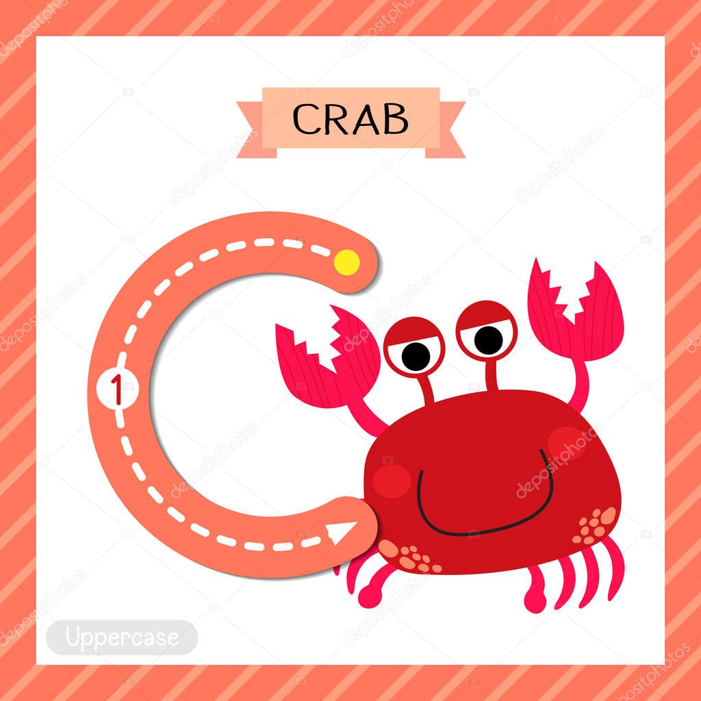 Letter C uppercase cute children colorful zoo and animals ABC alphabet tracing flashcard of red Crab for kids learning English vocabulary and handwriting vector illustration.