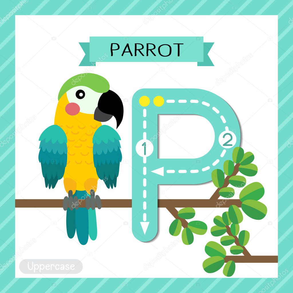 Letter P uppercase cute children colorful zoo and animals ABC alphabet tracing flashcard of Colorful Parrot bird for kids learning English vocabulary and handwriting vector illustration.