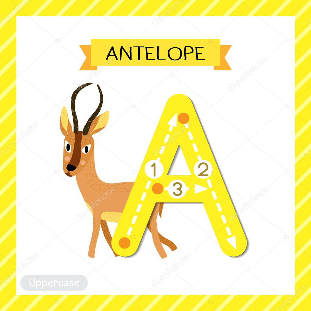 Letter A uppercase cute children colorful zoo and animals ABC alphabet tracing flashcard of Antelope for kids learning English vocabulary and handwriting vector illustration.