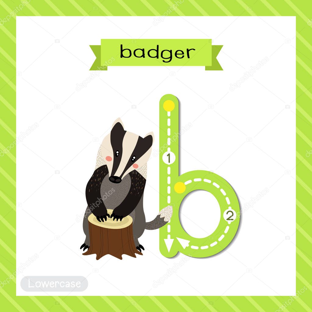 Letter B lowercase cute children colorful zoo and animals ABC alphabet tracing flashcard of Badger for kids learning English vocabulary and handwriting vector illustration.