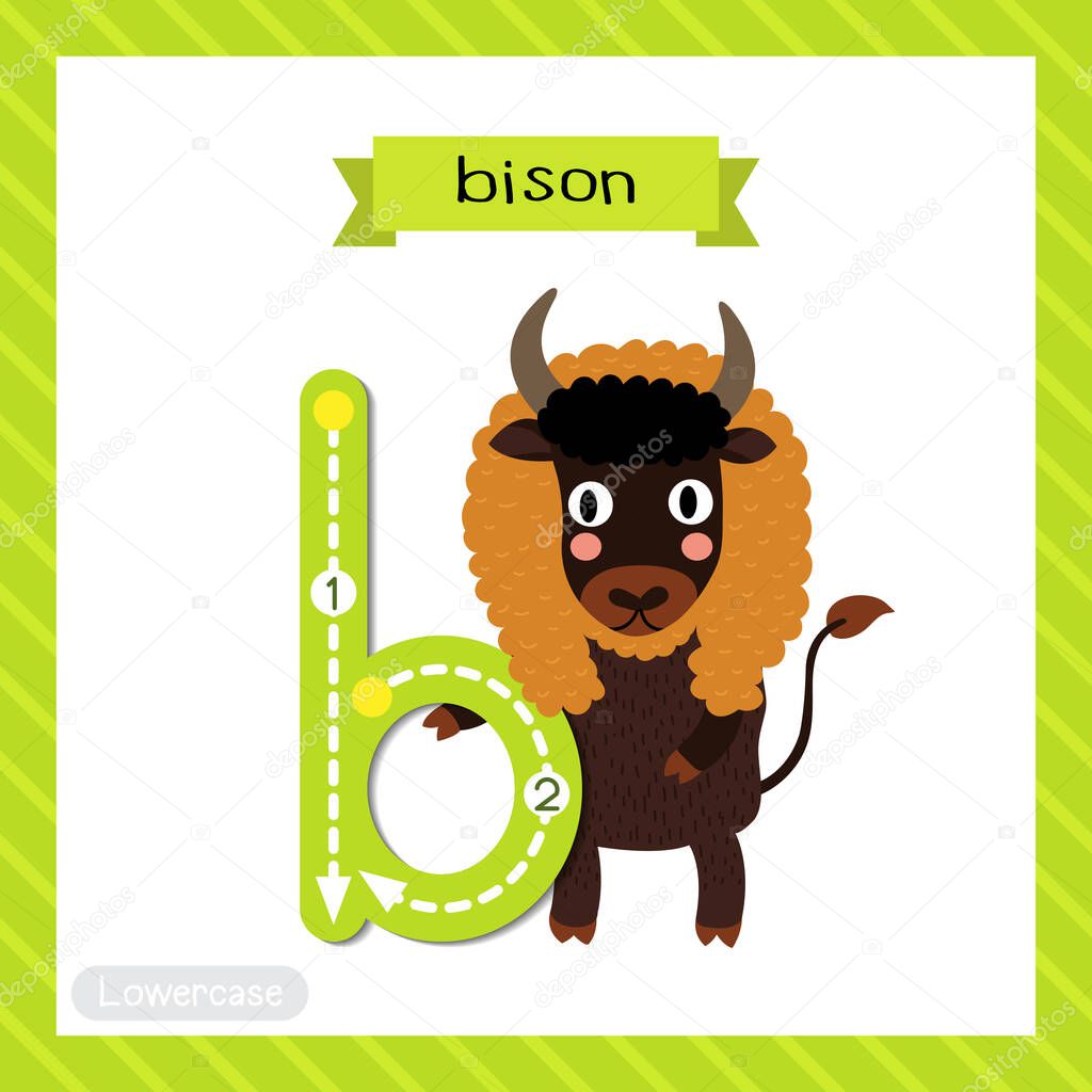 Letter B lowercase cute children colorful zoo and animals ABC alphabet tracing flashcard of Bison standing on two legs for kids learning English vocabulary and handwriting vector illustration.