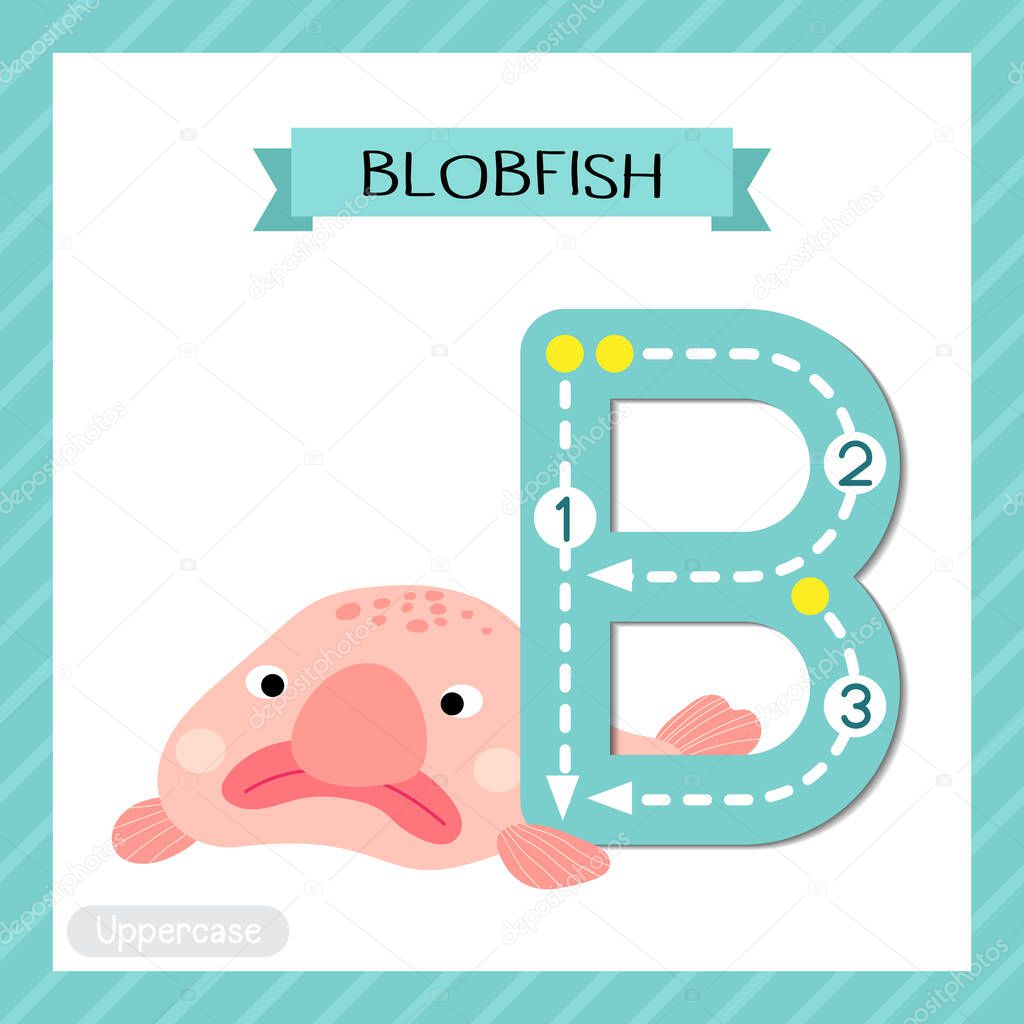 Letter B uppercase cute children colorful zoo and animals ABC alphabet tracing flashcard of Pink deep sea Blobfish for kids learning English vocabulary and handwriting vector illustration.