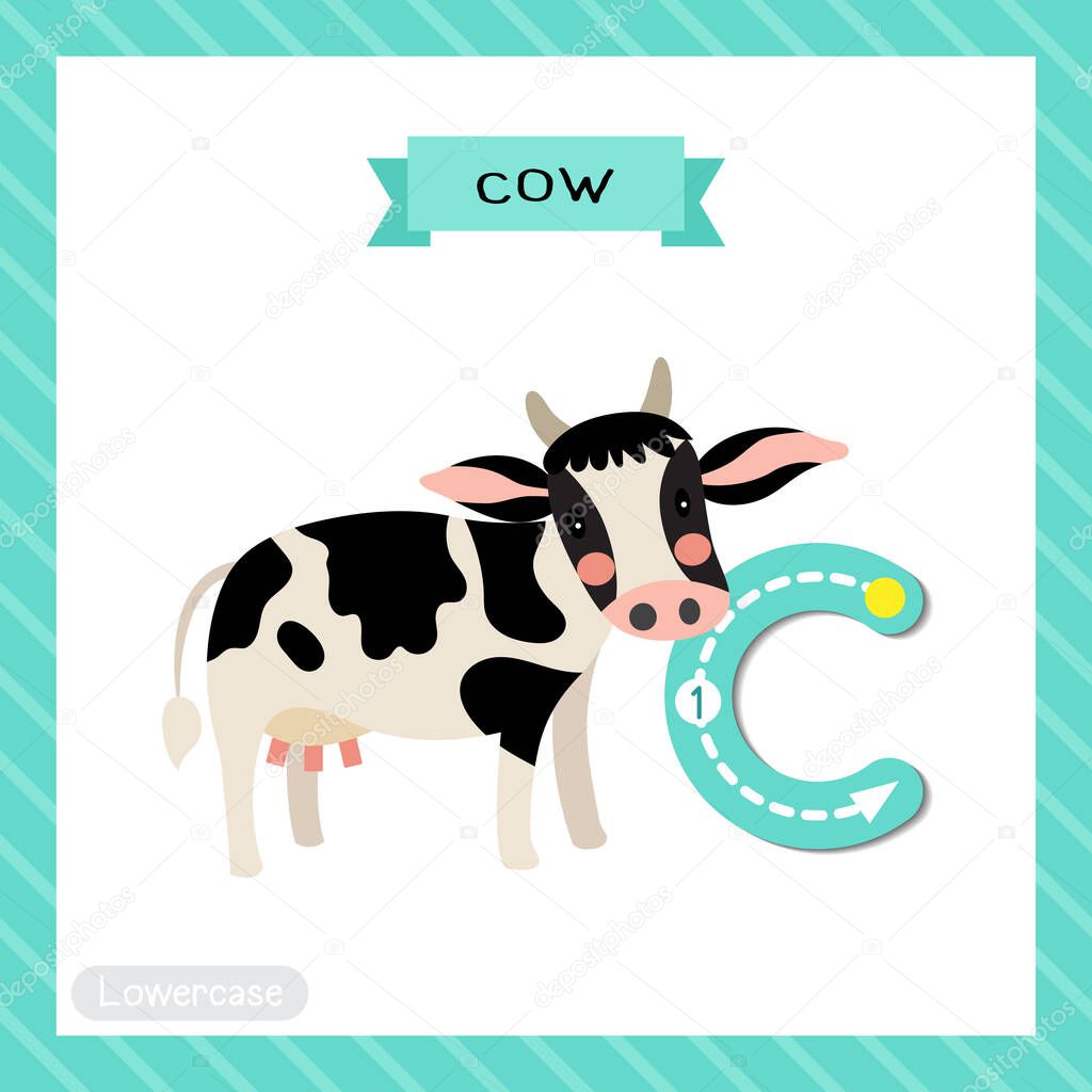 Letter C lowercase cute children colorful zoo and animals ABC alphabet tracing flashcard of Happy Holstein Cow for kids learning English vocabulary and handwriting vector illustration.