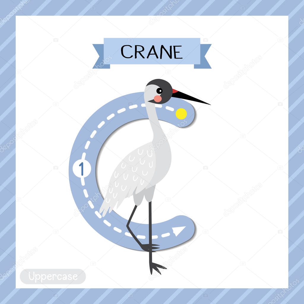 Letter C uppercase cute children colorful zoo and animals ABC alphabet tracing flashcard of Standing Crane bird for kids learning English vocabulary and handwriting vector illustration.