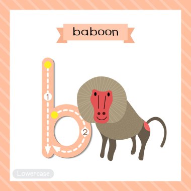 Letter B lowercase cute children colorful zoo and animals ABC alphabet tracing flashcard of Baboon for kids learning English vocabulary and handwriting vector illustration. clipart