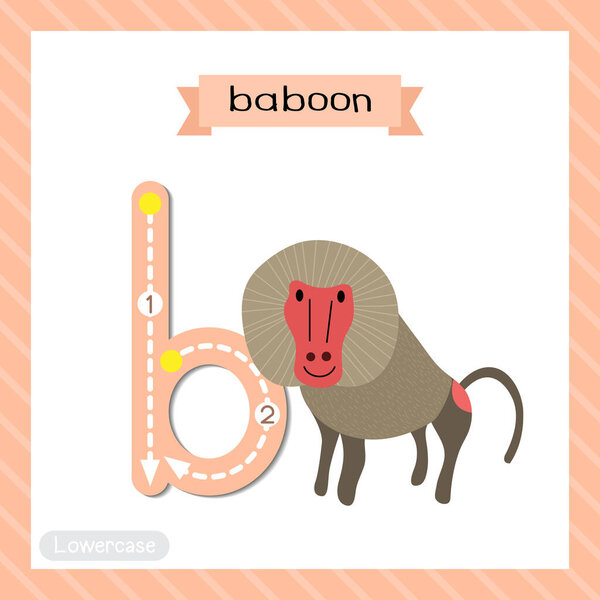 Letter B lowercase cute children colorful zoo and animals ABC alphabet tracing flashcard of Baboon for kids learning English vocabulary and handwriting vector illustration.