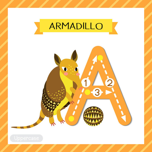 Letter A uppercase cute children colorful zoo and animals ABC alphabet tracing flashcard of Armadillo for kids learning English vocabulary and handwriting vector illustration.