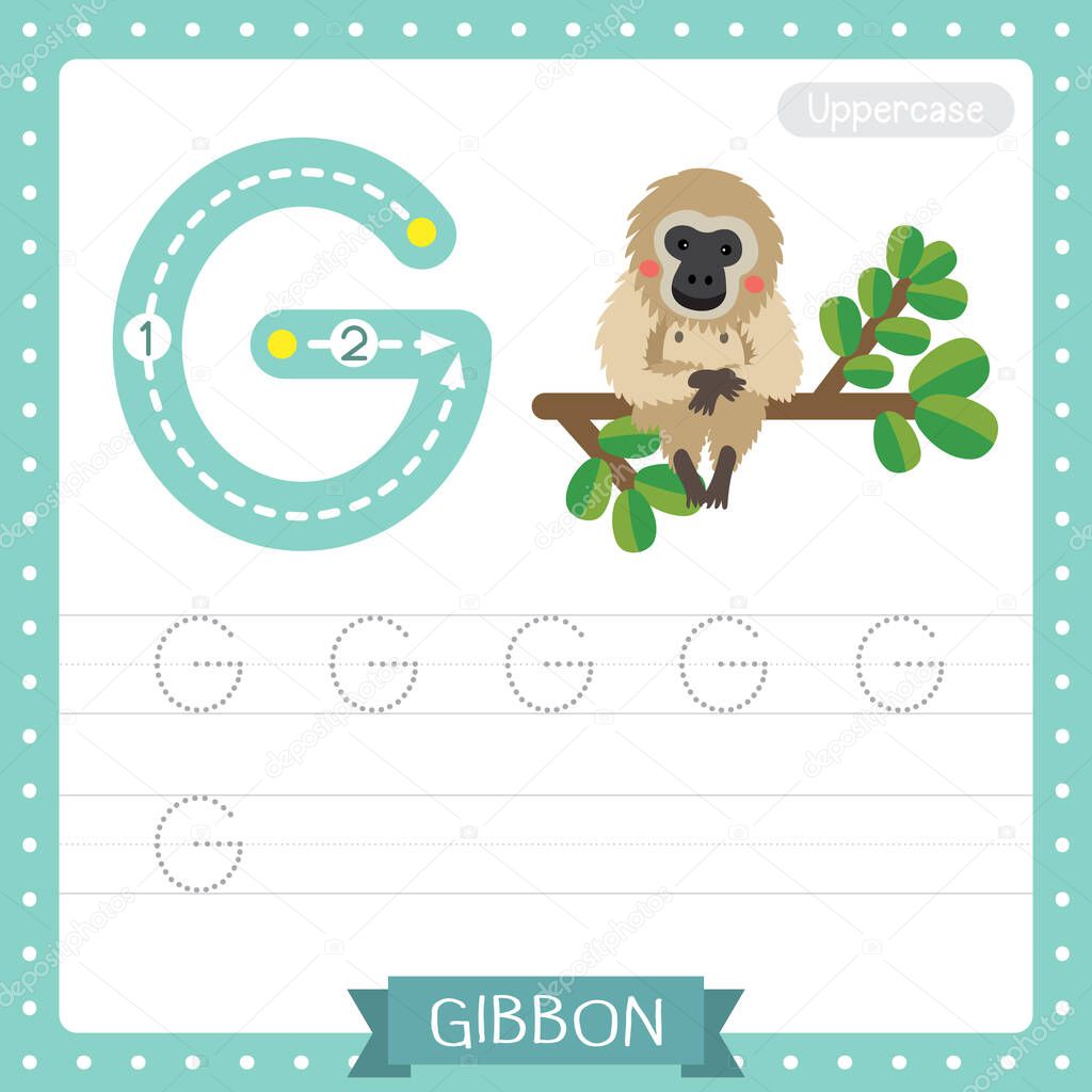 Letter G uppercase cute children colorful zoo and animals ABC alphabet tracing practice worksheet of Gibbon sitting on branch for kids learning English vocabulary and handwriting vector illustration.