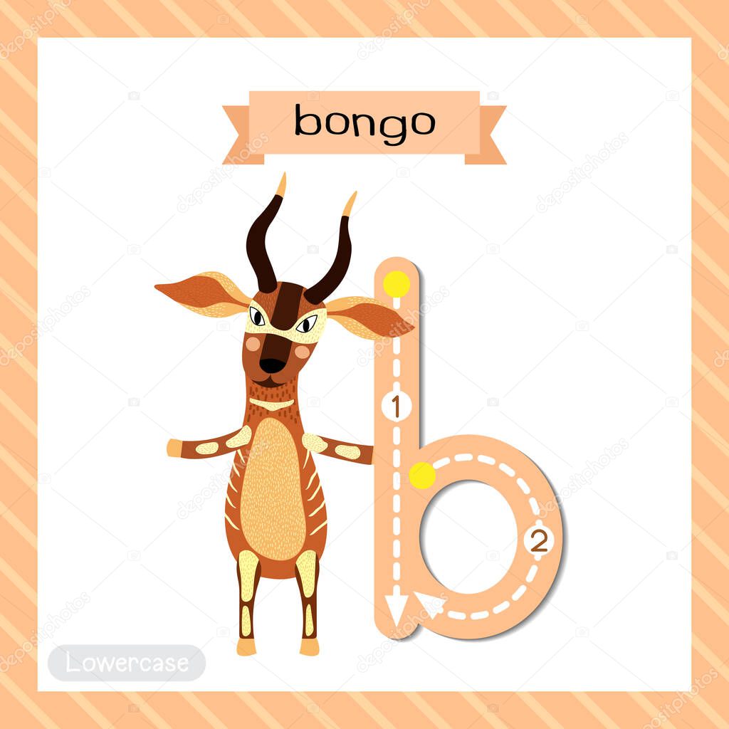 Letter B lowercase cute children colorful zoo and animals ABC alphabet tracing flashcard of Bongo standing on two legs for kids learning English vocabulary and handwriting vector illustration.