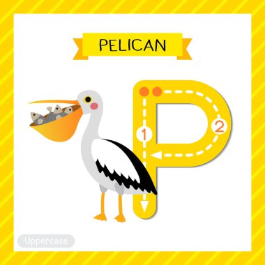 Letter P uppercase cute children colorful zoo and animals ABC alphabet tracing flashcard of Pelican bird with fish in mouth for kids learning English vocabulary and handwriting vector illustration. clipart