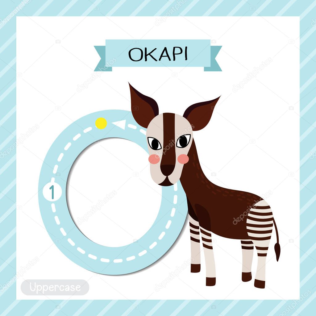 Letter O uppercase cute children colorful zoo and animals ABC alphabet tracing flashcard of Standing Okapi for kids learning English vocabulary and handwriting vector illustration.