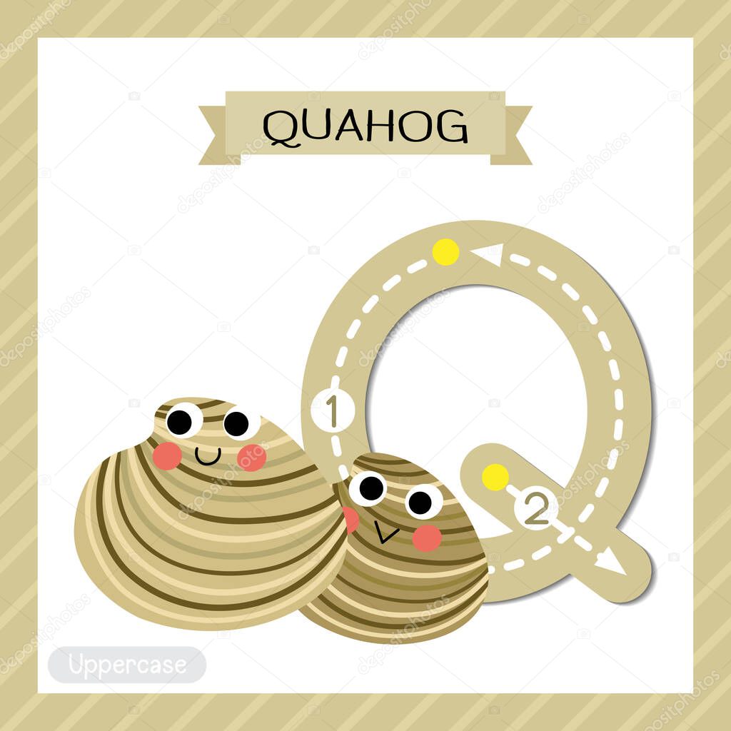 Letter Q uppercase cute children colorful zoo and animals ABC alphabet tracing flashcard of Quahog for kids learning English vocabulary and handwriting vector illustration.