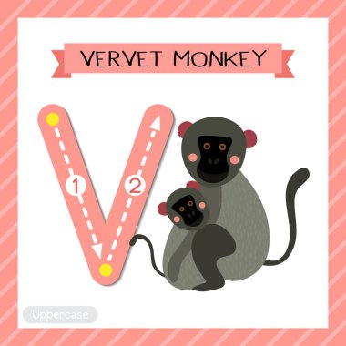V büyük harfli şirin çocuklar hayvanat bahçesi renkli ve ABC alfabesindeki hayvanlar İngilizce kelime dağarcığı ve el yazısı çizimi öğrenen çocuklar için Vervet Monkey 'nin kartının izini sürüyorlar..