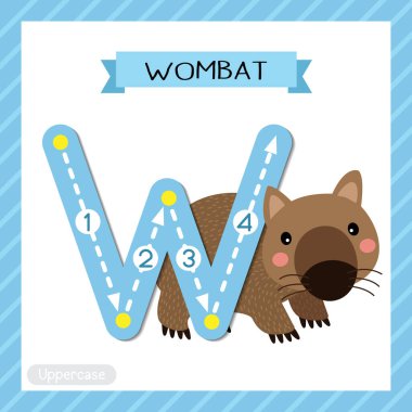 Letter W uppercase cute children colorful zoo and animals ABC alphabet tracing flashcard of Happy Wombat for kids learning English vocabulary and handwriting vector illustration. clipart