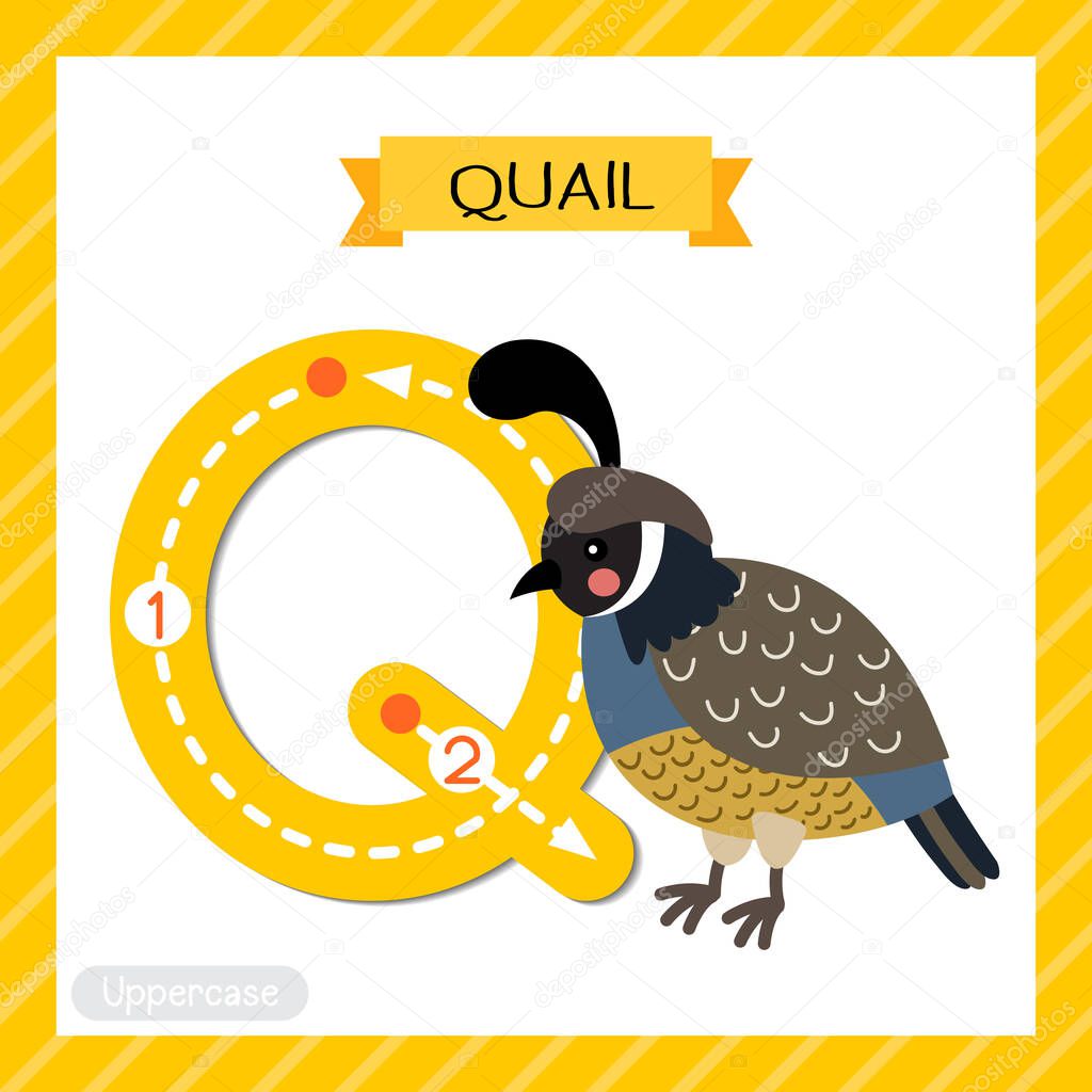 Letter Q uppercase cute children colorful zoo and animals ABC alphabet tracing flashcard of Quail bird for kids learning English vocabulary and handwriting vector illustration.