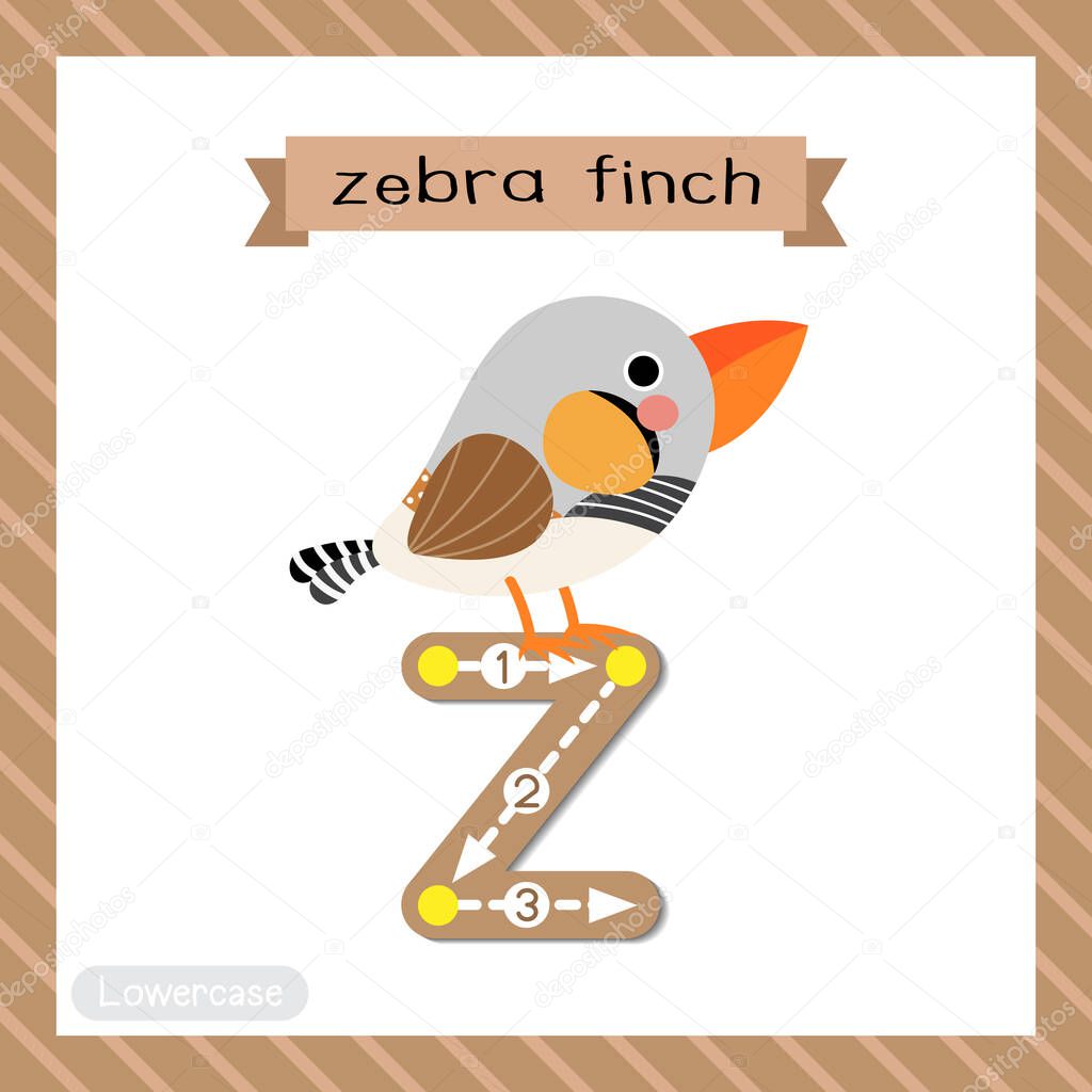 Letter Z lowercase cute children colorful zoo and animals ABC alphabet tracing flashcard of Zebra Finch bird for kids learning English vocabulary and handwriting vector illustration.