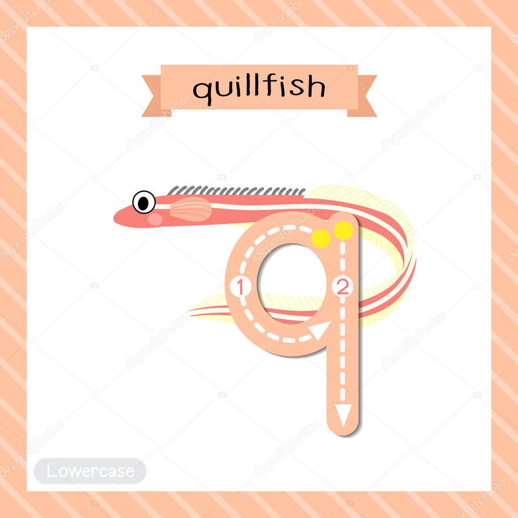 Letter Q lowercase cute children colorful zoo and animals ABC alphabet tracing flashcard of Quillfish for kids learning English vocabulary and handwriting vector illustration.