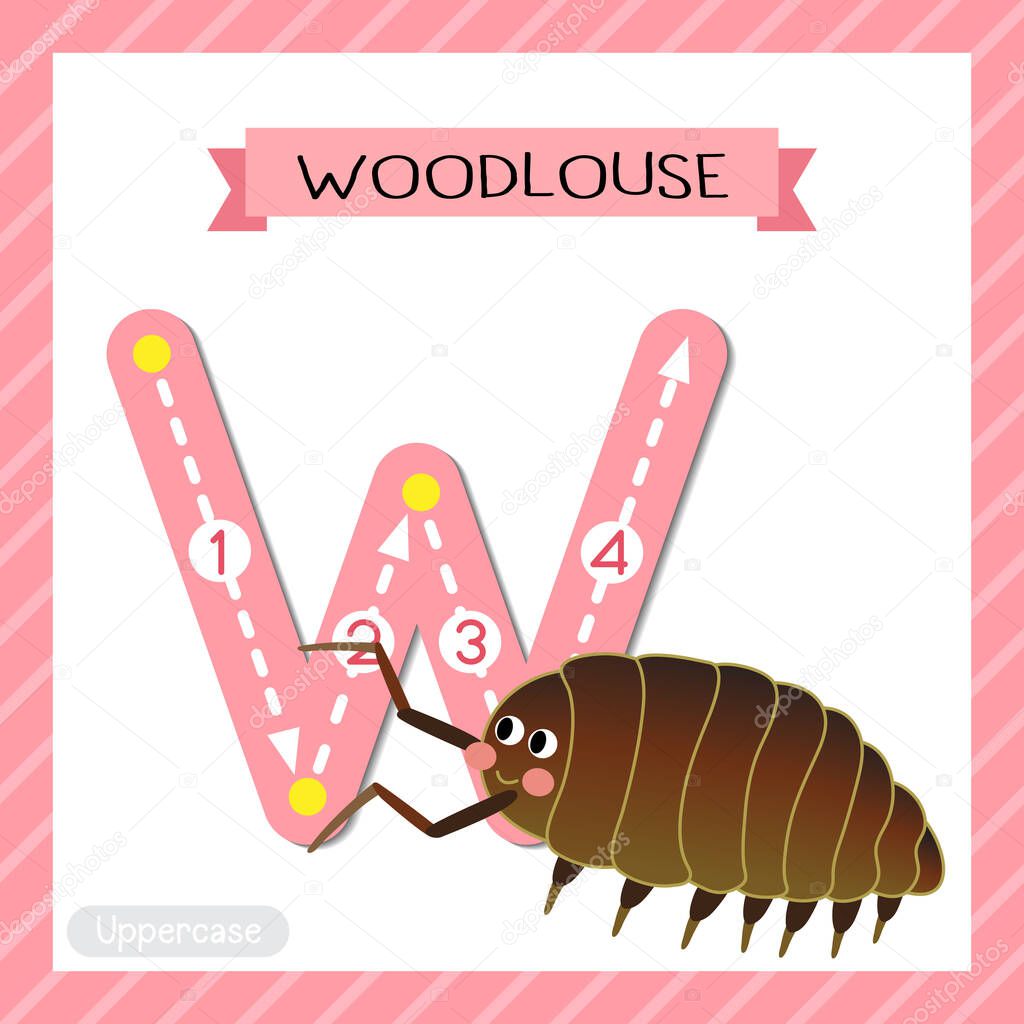 Letter W uppercase cute children colorful zoo and animals ABC alphabet tracing flashcard of Woodlouse for kids learning English vocabulary and handwriting vector illustration.