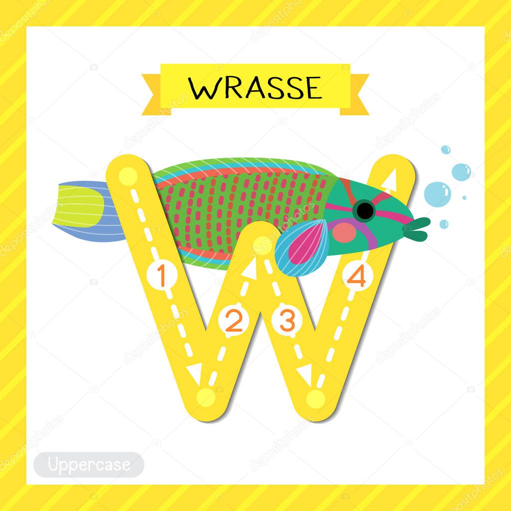 Letter W uppercase cute children colorful zoo and animals ABC alphabet tracing flashcard of Wrasse fish for kids learning English vocabulary and handwriting vector illustration.