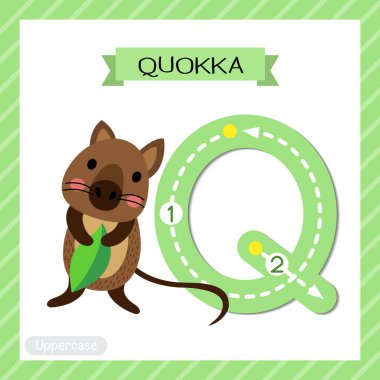 Q harfi büyük çocuklar için renkli hayvanat bahçesi ve ABC alfabesindeki hayvanlar için Quokka 'nın İngilizce kelime dağarcığı ve el yazısı vektör ilüstrasyonunu öğrenen çocuklar için yaprak tutuş kartı..