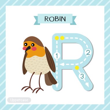 Letter R uppercase cute children colorful zoo and animals ABC alphabet tracing flashcard of Standing Robin bird for kids learning English vocabulary and handwriting vector illustration. clipart