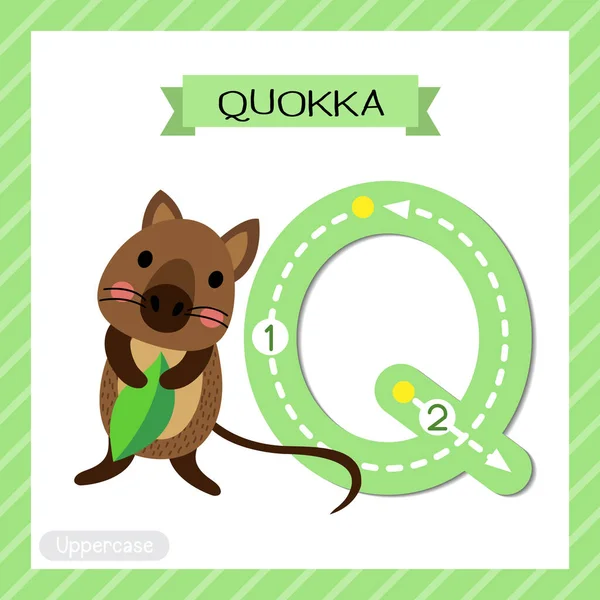 子供のための英語の語彙や手書きベクトルイラストを学ぶためのQuokka保持葉のフラッシュカードを追跡する文字Q大文字かわいい子供カラフルな動物園や動物Abcのアルファベット — ストックベクタ