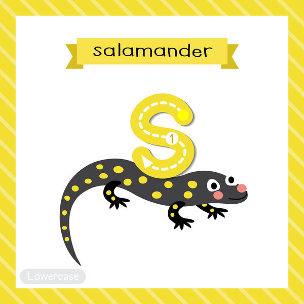 Letter S lowercase cute children colorful zoo and animals ABC alphabet tracing flashcard of Salamander for kids learning English vocabulary and handwriting vector illustration.
