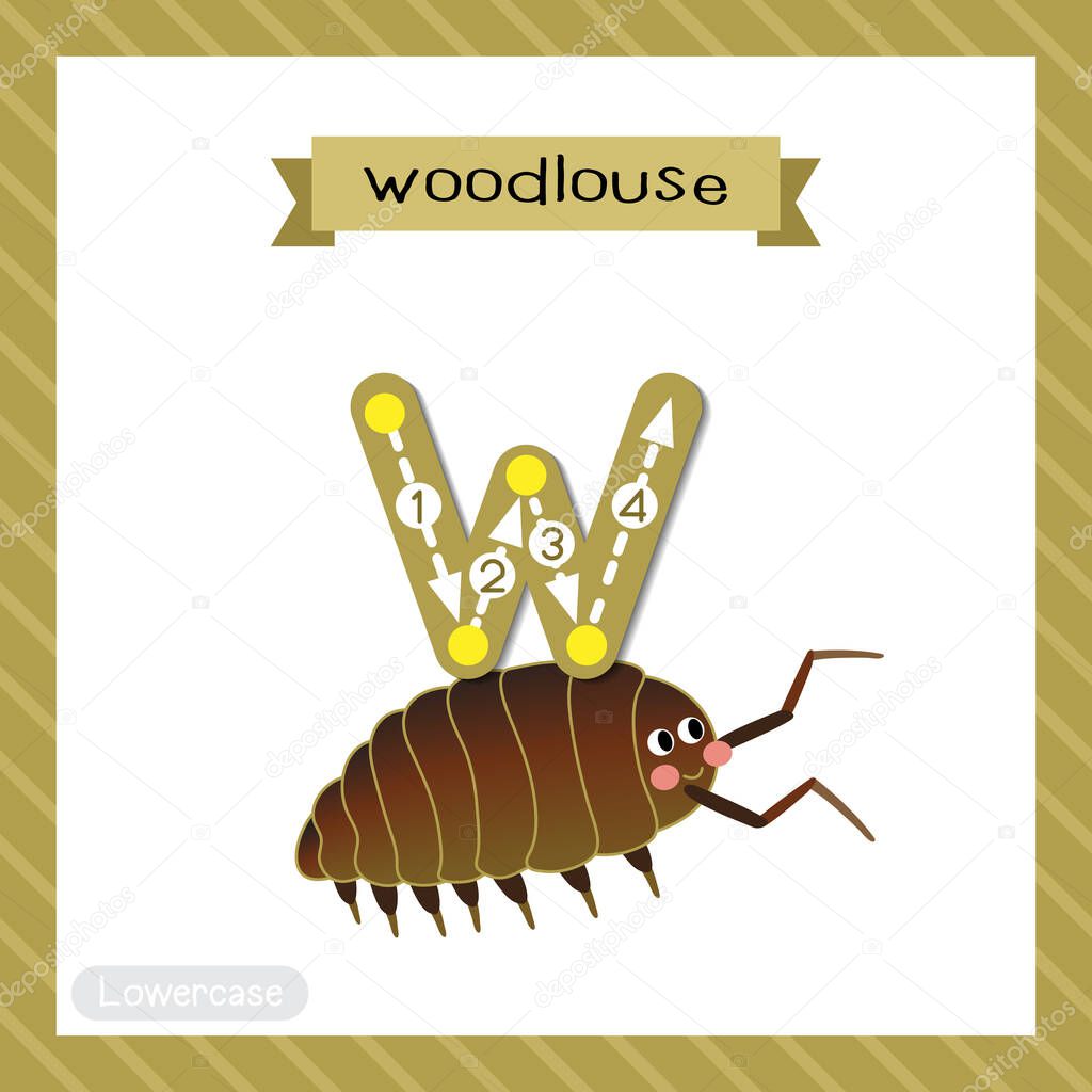 Letter W lowercase cute children colorful zoo and animals ABC alphabet tracing flashcard of Woodlouse for kids learning English vocabulary and handwriting vector illustration.