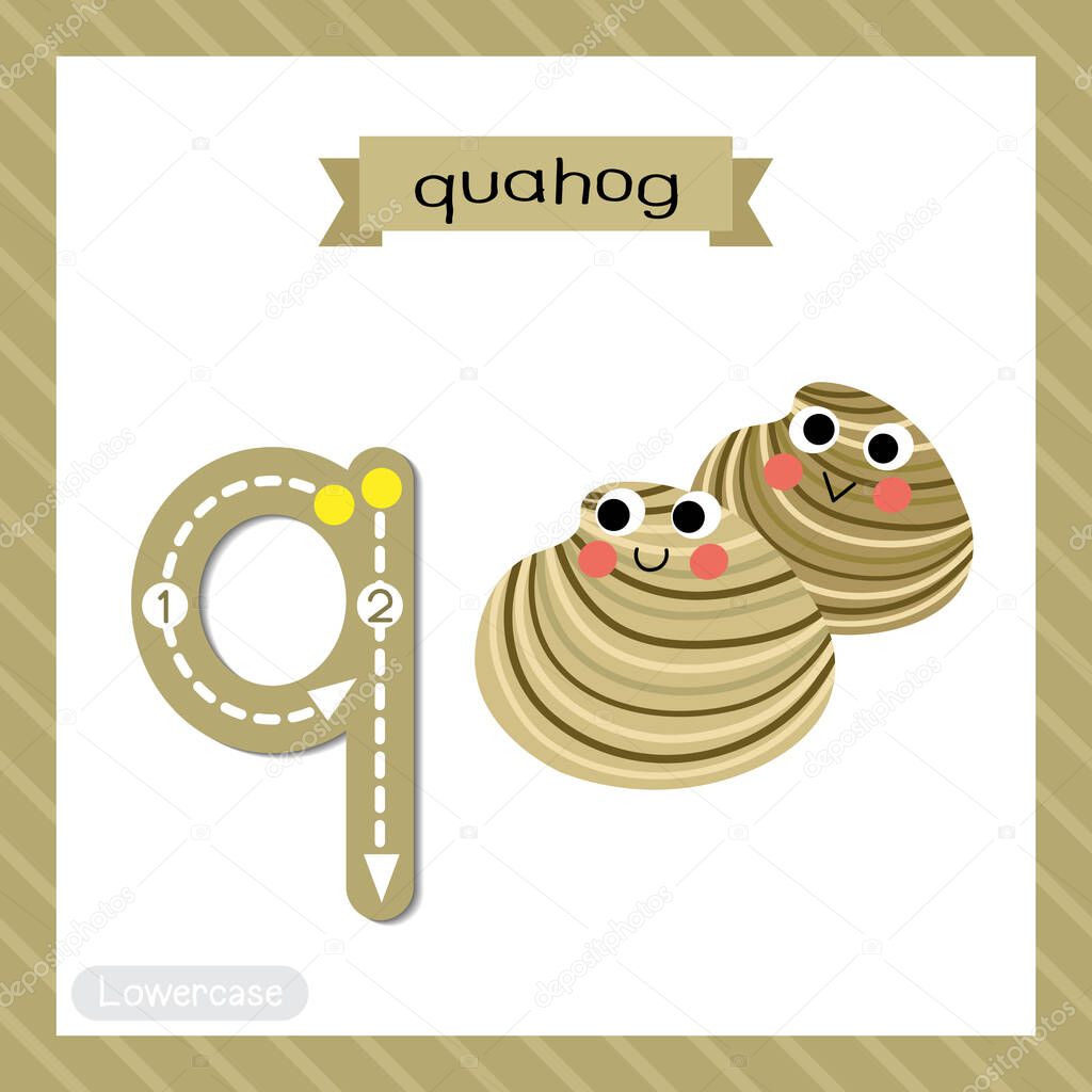 Letter Q lowercase cute children colorful zoo and animals ABC alphabet tracing flashcard of Quahog for kids learning English vocabulary and handwriting vector illustration.