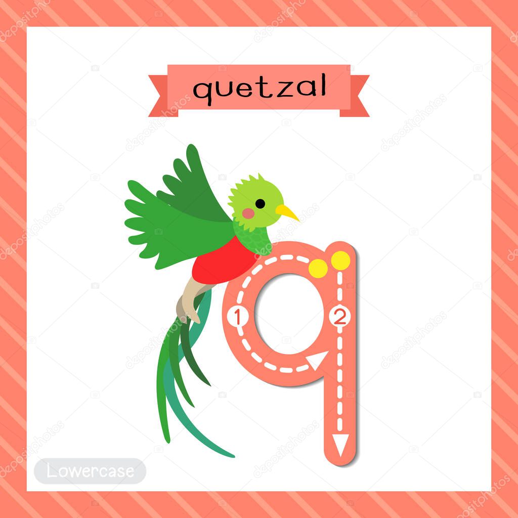 Letter Q lowercase cute children colorful zoo and animals ABC alphabet tracing flashcard of Flying Quetzal bird for kids learning English vocabulary and handwriting vector illustration.