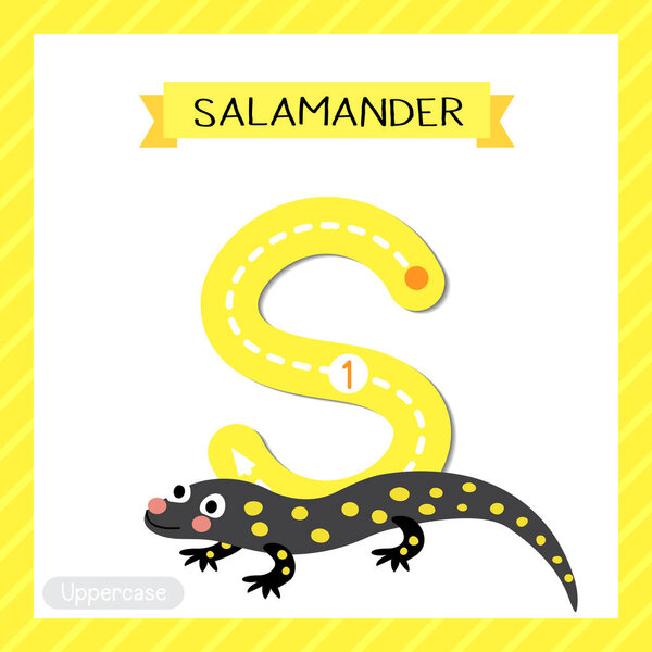 Letter S uppercase cute children colorful zoo and animals ABC alphabet tracing flashcard of Salamander for kids learning English vocabulary and handwriting vector illustration.