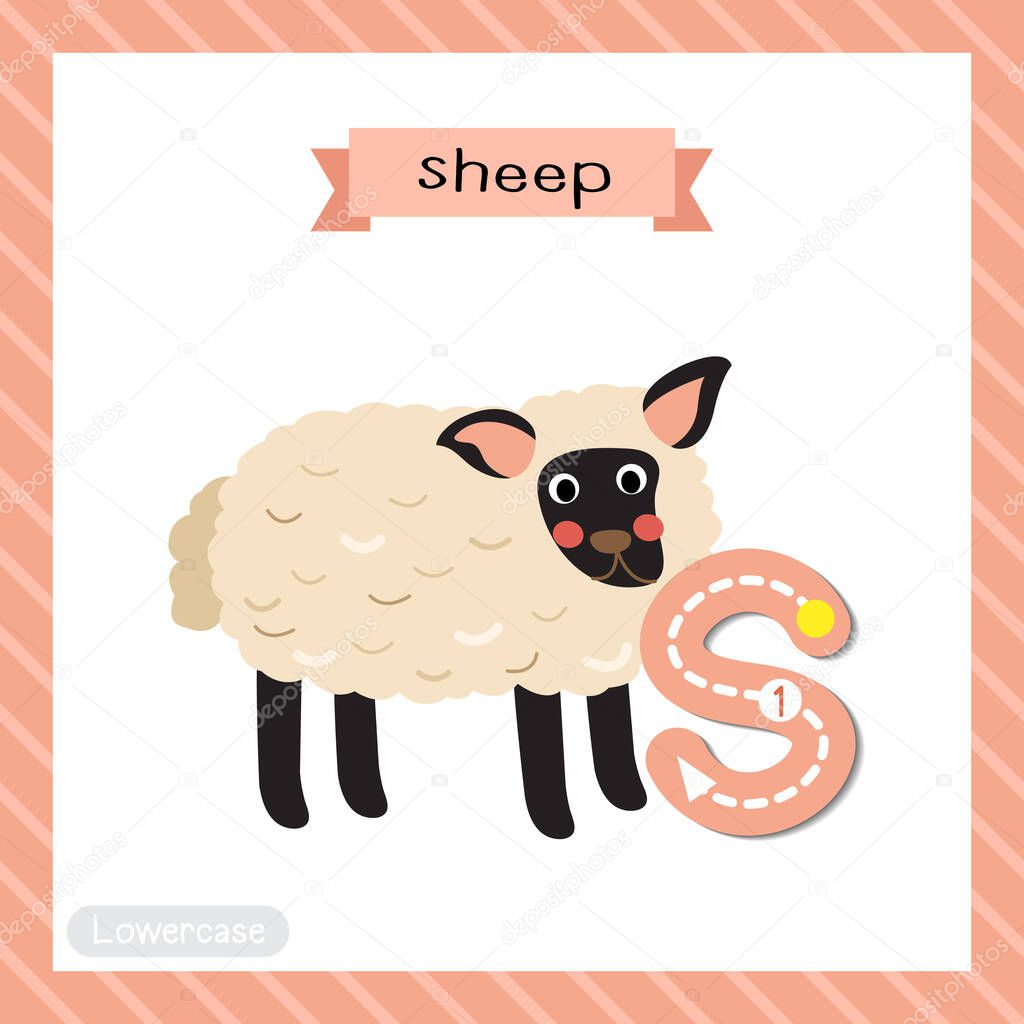 Letter S lowercase cute children colorful zoo and animals ABC alphabet tracing flashcard of Suffolk Sheep for kids learning English vocabulary and handwriting vector illustration.
