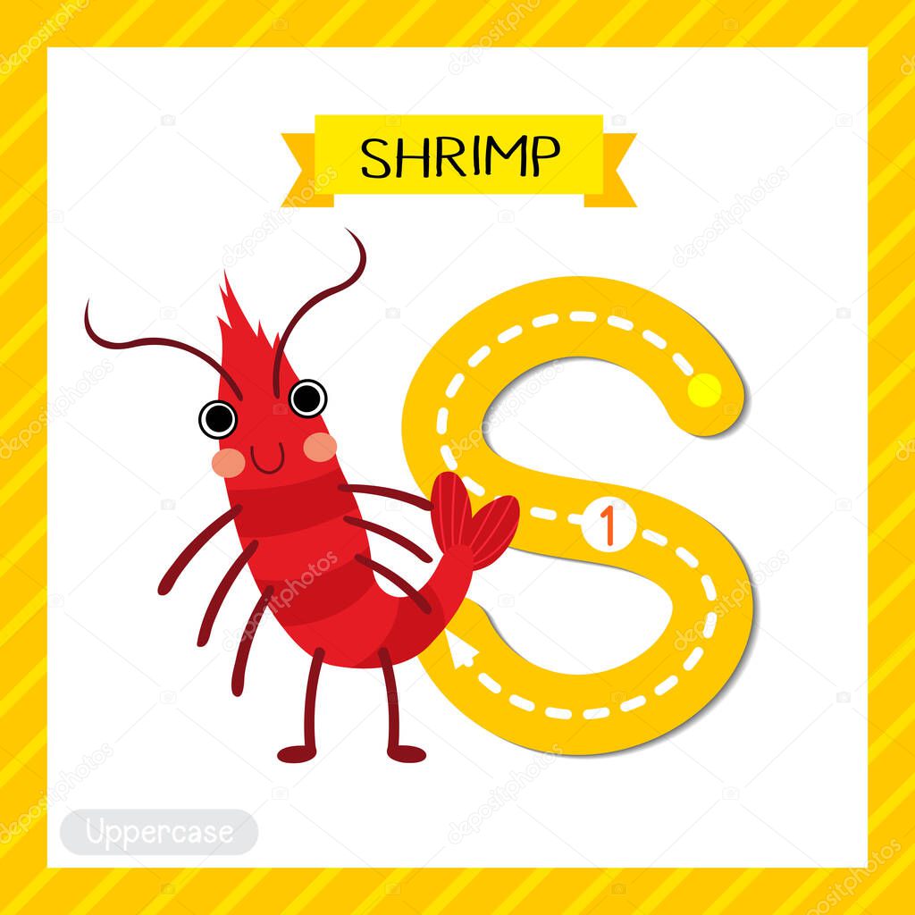 Letter S uppercase cute children colorful zoo and animals ABC alphabet tracing flashcard of Standing Shrimp for kids learning English vocabulary and handwriting vector illustration.
