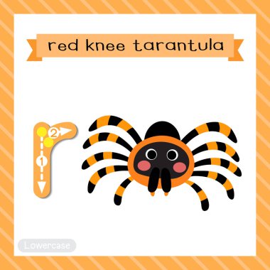 R harfi küçük çocuklar için renkli hayvanat bahçesi ve ABC alfabesi İngilizce kelime bilgisi ve el yazısı vektör illüstrasyonunu öğrenen çocuklar için Red Knee Tarantula 'nın hafıza kartını takip ediyor..