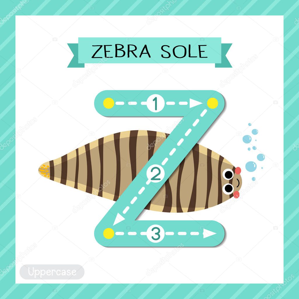 Letter Z uppercase cute children colorful zoo and animals ABC alphabet tracing flashcard of Zebra Sole for kids learning English vocabulary and handwriting vector illustration.