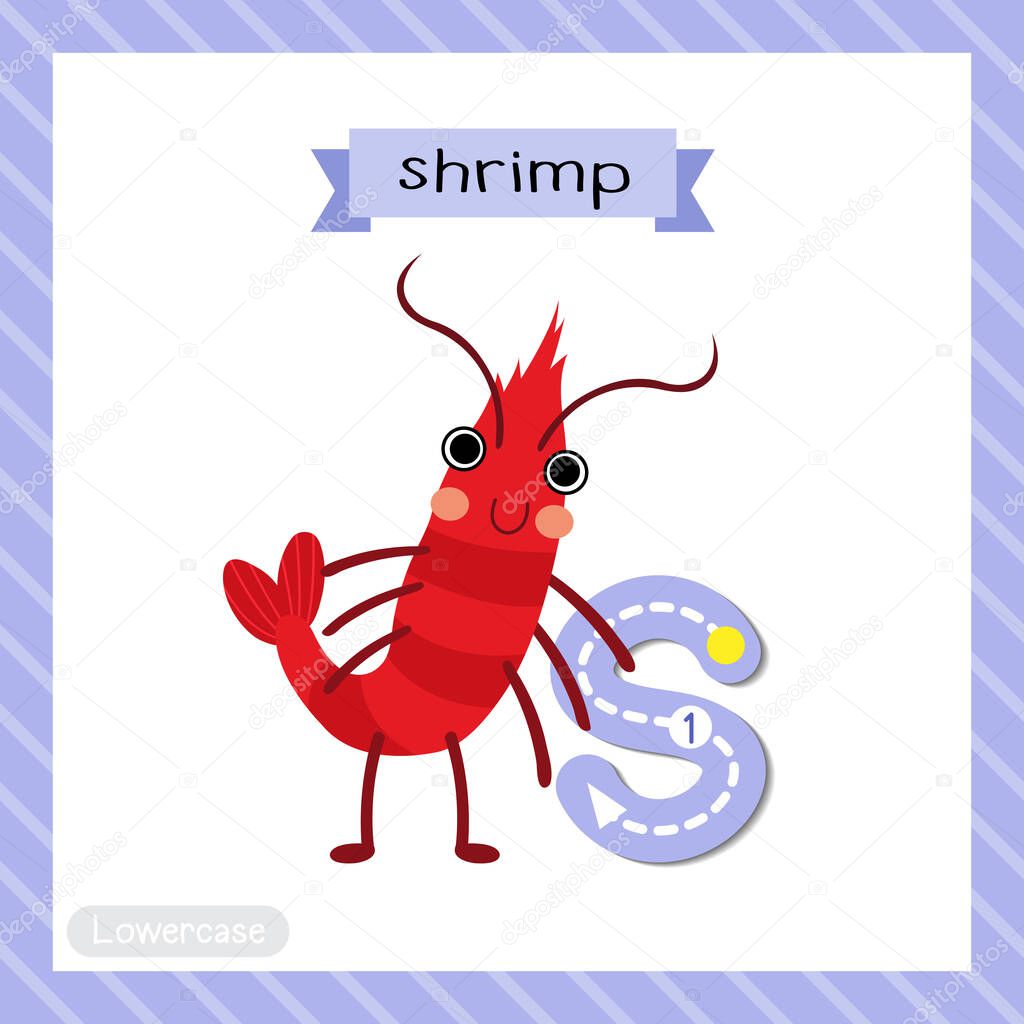 Letter S lowercase cute children colorful zoo and animals ABC alphabet tracing flashcard of Standing Shrimp for kids learning English vocabulary and handwriting vector illustration.