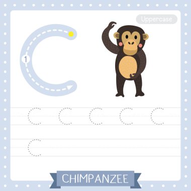 C harfi büyük çocuklar renkli hayvanat bahçesi ve ABC alfabesindeki hayvanlar İngilizce kelime dağarcığı ve el yazısı vektör çizimi öğrenen çocuklar için Standing Chimpanzee çalışma tablosu.