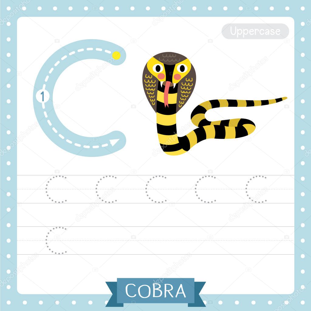 Letter C uppercase cute children colorful zoo and animals ABC alphabet tracing practice worksheet of Black and Yellow Cobra snake for kids learning English vocabulary and handwriting vector illustration.